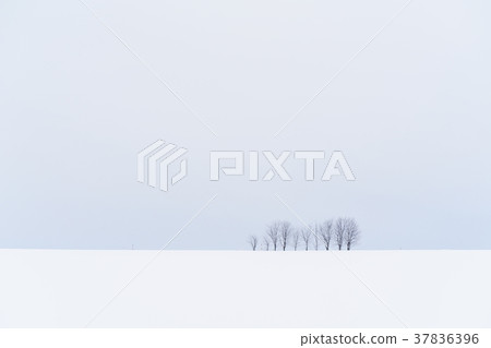 “北海道”美瑛的丘陵和雪原的地面 37836396