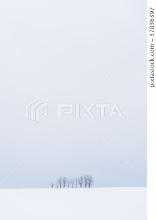 “北海道”美瑛的丘陵和雪原的地面 37836397