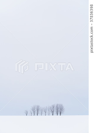 “北海道”美瑛的丘陵和雪原的地面 37836398