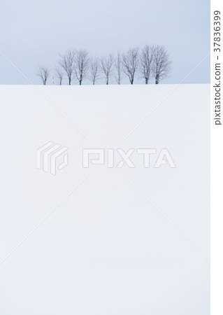“北海道”美瑛的丘陵和雪原的地面 37836399