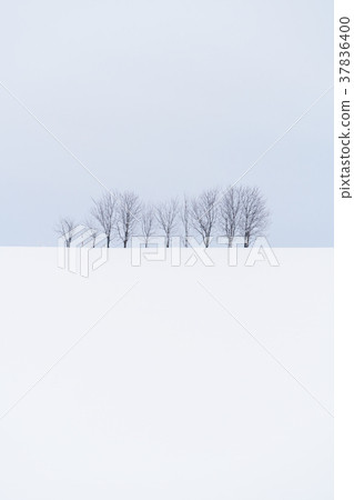 “北海道”美瑛的丘陵和雪原的地面 37836400