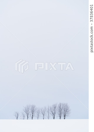 “北海道”美瑛的丘陵和雪原的地面 37836401