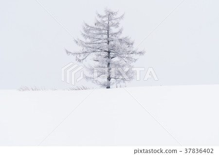 “北海道”美瑛的丘陵和雪原的地面 37836402