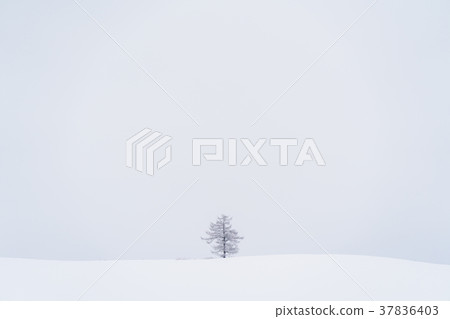 “北海道”美瑛的丘陵和雪原的地面 37836403