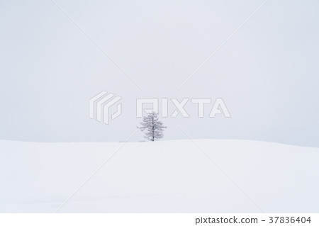“北海道”美瑛的丘陵和雪原的地面 37836404