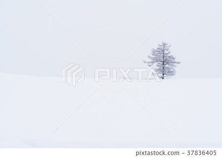 “北海道”美瑛的丘陵和雪原的地面 37836405