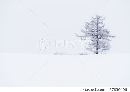 “北海道”美瑛的丘陵和雪原的地面 37836406