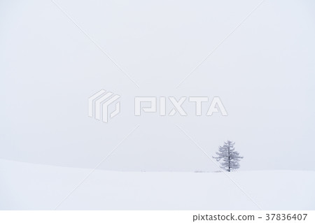 “北海道”美瑛的丘陵和雪原的地面 37836407