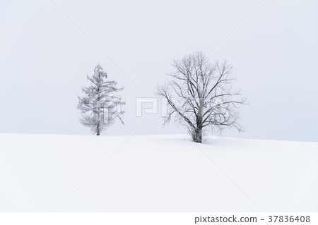 “北海道”美瑛的丘陵和雪原的地面 37836408