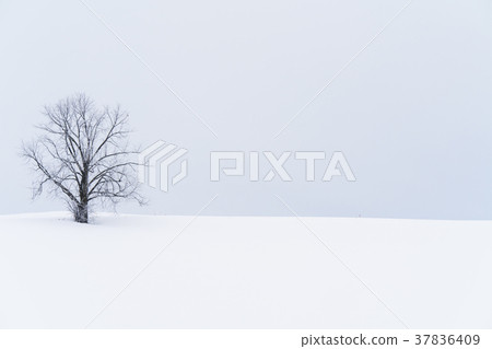 “北海道”美瑛的丘陵和雪原的地面 37836409