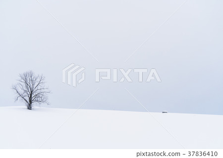 “北海道”美瑛的丘陵和雪原的地面 37836410