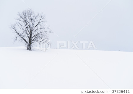 “北海道”美瑛的丘陵和雪原的地面 37836411
