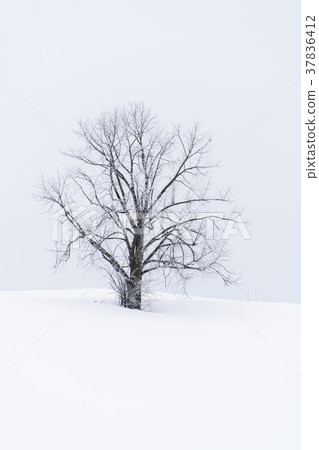“北海道”美瑛的丘陵和雪原的地面 37836412