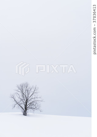 “北海道”美瑛的丘陵和雪原的地面 37836413