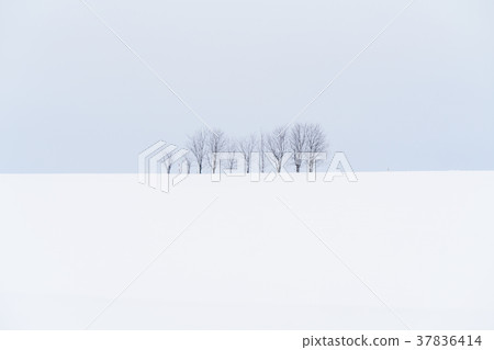 “北海道”美瑛的丘陵和雪原的地面 37836414