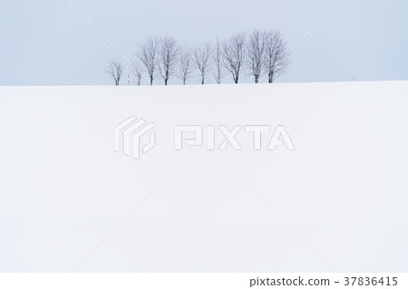 “北海道”美瑛的丘陵和雪原的地面 37836415