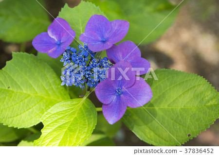 Gaku hydrangea Gaku hydrangea 37836452