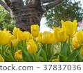 Yellow tulip garden on blur background 37837036