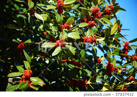 Red fruit of Tara yow 37837432