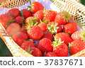 red strawberry on basket with morning light 37837671
