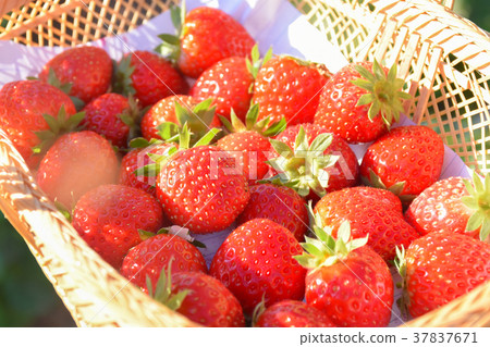 red strawberry on basket with morning light red strawberry on basket with morning light 37837671