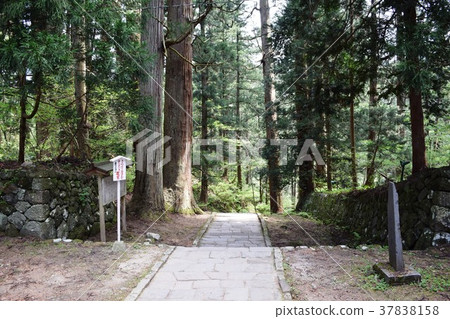 Haguroyama的雪松樹 37838158