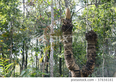 fantasy cobia tree in forest 37838181
