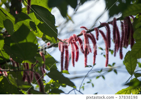 red puffy exotic flower in garden 37838198