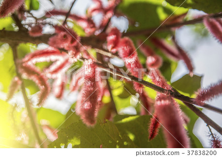 red puffy exotic flower in garden 37838200