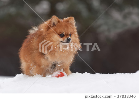 Pomeranian spitz in winter day Pomeranian spitz in winter day 37838340