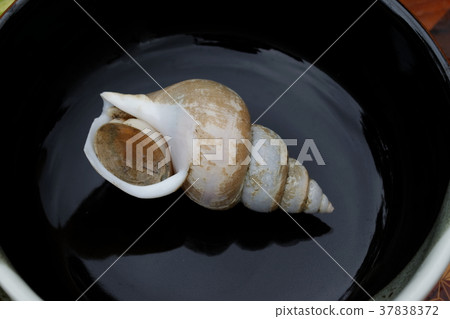 White bear shellfish 37838372