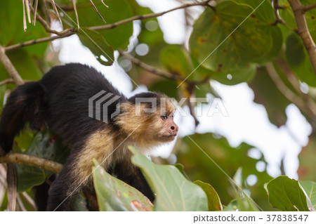 Monkey in Costa Rica Monkey in Costa Rica 37838547