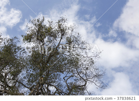 branch of tree on sky from bottom view branch of tree on sky from bottom view 37838621