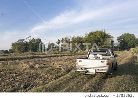 truck on field in rural agriculture life truck on field in rural agriculture life 37838623