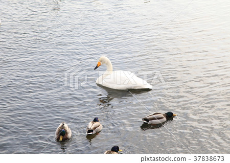 函館大沼公園天鵝3 函館大沼公園天鵝3 37838673