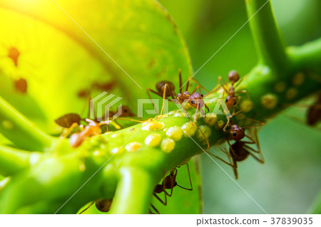 red ant walking on green red ant walking on green 37839035