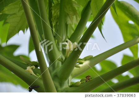 Papaya flower 37839063
