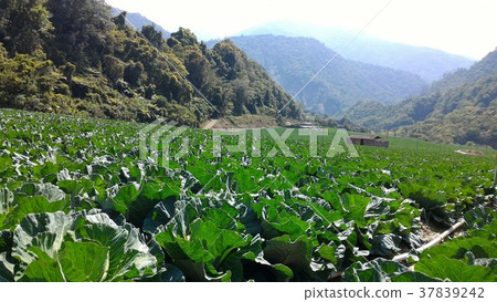 Korean food field 37839242