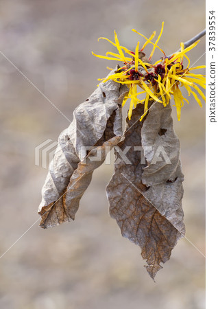 stock photo: witch hazel, abundant harvest, flower