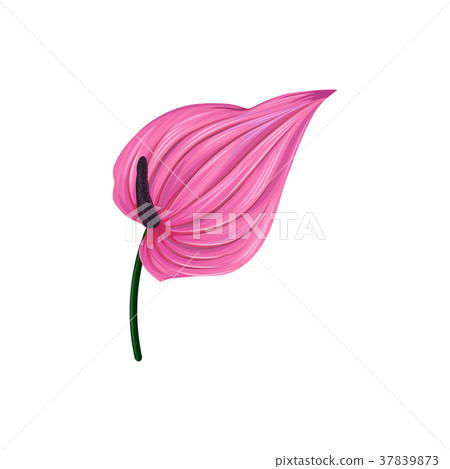 Pink anthurium or lamingo flower vector 37839873