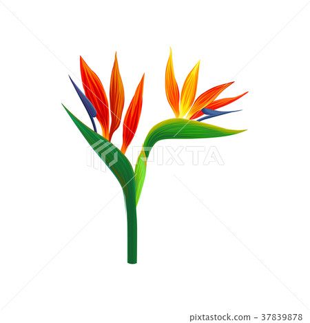 Bird of paradise flowers vector Illustration 37839878