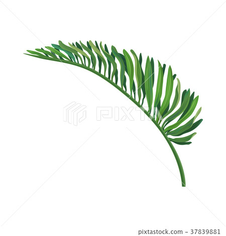 Green leaf of tropical palm vector Illustration Green leaf of tropical palm vector Illustration 37839881