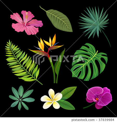 Tropical plants set, palm leaves and exotic Tropical plants set, palm leaves and exotic 37839984
