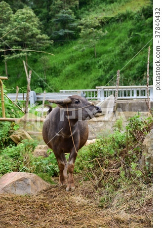 big vietnam buffalo outside nature big vietnam buffalo outside nature 37840432