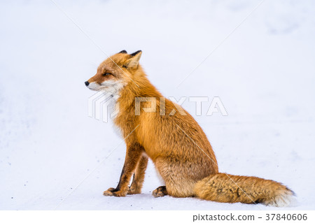"Hokkaido" fox fox, snow scene "Hokkaido" fox fox, snow scene 37840606