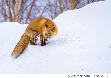 "Hokkaido" fox fox, snow scene "Hokkaido" fox fox, snow scene 37840607