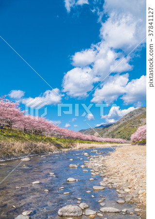 Kawazu Sakura Kawazu Town 37841127