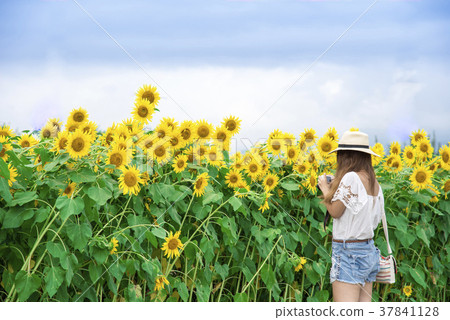 Sunflower field 37841128