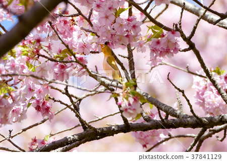 Kawazu Sakura Matsuda mountain mejiro 37841129