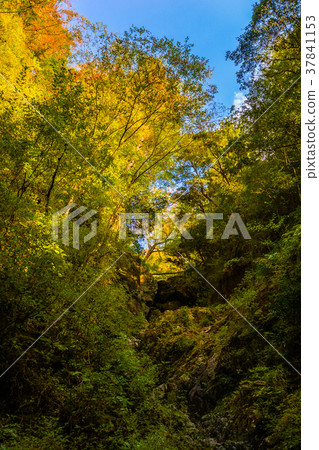 Japan's three major valleys, one of the top ten hidden areas, and the Osugi valley with colored leaves (Ota-machi, Taki-gun, Mie Prefecture) 37841153